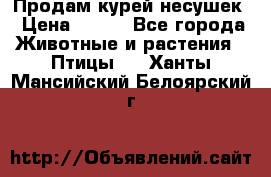 Продам курей несушек › Цена ­ 350 - Все города Животные и растения » Птицы   . Ханты-Мансийский,Белоярский г.